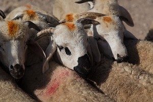 ESSAOUIRA, MOGADOR, CITE PORTUAIRE, COTE ATLANTIQUE, MAROC, AFRIQUE DU NORD 