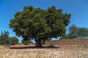 L'HUILE D'ARGAN, SUD D'ESSAOUIRA, MAROC, AFRIQUE DU NORD 