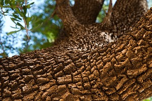 L'HUILE D'ARGAN, SUD D'ESSAOUIRA, MAROC, AFRIQUE DU NORD 