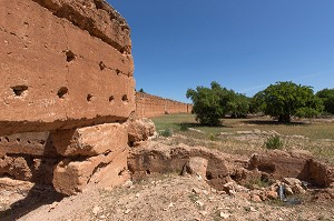 L'HUILE D'ARGAN, SUD D'ESSAOUIRA, MAROC, AFRIQUE DU NORD 