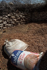 L'HUILE D'ARGAN, SUD D'ESSAOUIRA, MAROC, AFRIQUE DU NORD 