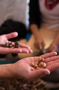 L'HUILE D'ARGAN, SUD D'ESSAOUIRA, MAROC, AFRIQUE DU NORD 