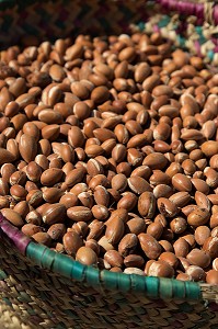 L'HUILE D'ARGAN, SUD D'ESSAOUIRA, MAROC, AFRIQUE DU NORD 