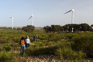 ESSAOUIRA, MOGADOR, CITE PORTUAIRE, COTE ATLANTIQUE, MAROC, AFRIQUE DU NORD 