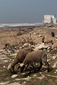 ESSAOUIRA, MOGADOR, CITE PORTUAIRE, COTE ATLANTIQUE, MAROC, AFRIQUE DU NORD 