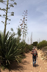 ESSAOUIRA, MOGADOR, CITE PORTUAIRE, COTE ATLANTIQUE, MAROC, AFRIQUE DU NORD 