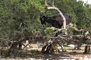 L'HUILE D'ARGAN, SUD D'ESSAOUIRA, MAROC, AFRIQUE DU NORD 