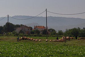 LE LIBAN, PROCHE ORIENT 