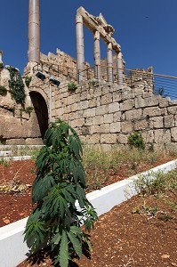 LE LIBAN, PROCHE ORIENT 