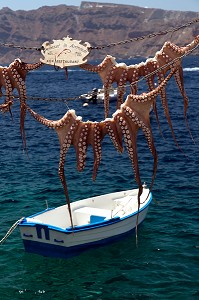 OIA, LE CALAMAR EN DEMONSTRATION FLOTTE AU BORD DE L'EAU AVANT D'ETRE PREPARE POUR LA CUISSON TRADITIONNELLE, SANTORIN, ILE GRECQUE, RANDONNEE TYPIQUE ET ROMANTIQUE, GRECE 