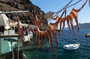 OIA, LE CALAMAR EN DEMONSTRATION FLOTE AU BORD DE L'EAU AVANT D'ETRE PREPARE POUR LA CUISSON TRADITIONNELLE, SANTORIN, ILE GRECQUE, RANDONNEE TYPIQUE ET ROMANTIQUE, GRECE 