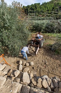 RESTAURATION D'UN MUR EN PIERRE SECHE, BALADE INSOLITE SUR LES TERRASSES EN PIERRES SECHES ET DE BORIES AU MOULIN DU MAS DES BORIES, DOMAINE OLEICOLE, CHEMIN DE LA COUSTADE, (13) SALON-DE-PROVENCE, REGION SUD, PROVENCE ALPES COTES D'AZUR, FRANCE 