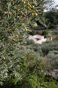 MAS DES BORIES ET SON OLIVERAIE, BALADE INSOLITE SUR LES TERRASSES EN PIERRES SECHES ET DE BORIES AU MOULIN DU MAS DES BORIES, DOMAINE OLEICOLE, CHEMIN DE LA COUSTADE, (13) SALON-DE-PROVENCE, REGION SUD, PROVENCE ALPES COTES D'AZUR, FRANCE 