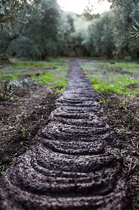 ENGRAIS D'OLIVES BROYEES A LA SORTIE DU MOULIN, BALADE INSOLITE SUR LES TERRASSES EN PIERRES SECHES ET DE BORIES AU MOULIN DU MAS DES BORIES, DOMAINE OLEICOLE, CHEMIN DE LA COUSTADE, (13) SALON-DE-PROVENCE, REGION SUD, PROVENCE ALPES COTES D'AZUR, FRANCE 