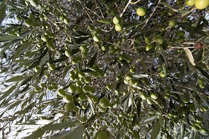 NUAGES D'OLIVES. BALADE INSOLITE SUR LES TERRASSES EN PIERRES SECHES ET DE BORIES AU MOULIN DU MAS DES BORIES, DOMAINE OLEICOLE, CHEMIN DE LA COUSTADE, (13) SALON-DE-PROVENCE, REGION SUD, PROVENCE ALPES COTES D'AZUR, FRANCE 