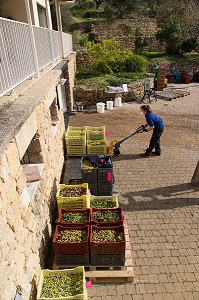 PREPARATIFS AU MOULIN OLEICOLE, BALADE INSOLITE SUR LES TERRASSES EN PIERRES SECHES ET DE BORIES AU MOULIN DU MAS DES BORIES, DOMAINE OLEICOLE, CHEMIN DE LA COUSTADE, (13) SALON-DE-PROVENCE, REGION SUD, PROVENCE ALPES COTES D'AZUR, FRANCE 