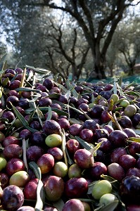 RECOLTES D'OLIVES, BALADE INSOLITE SUR LES TERRASSES EN PIERRES SECHES ET DE BORIES AU MOULIN DU MAS DES BORIES, DOMAINE OLEICOLE, CHEMIN DE LA COUSTADE, (13) SALON-DE-PROVENCE, REGION SUD, PROVENCE ALPES COTES D'AZUR, FRANCE 