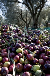 RECOLTES D'OLIVES, BALADE INSOLITE SUR LES TERRASSES EN PIERRES SECHES ET DE BORIES AU MOULIN DU MAS DES BORIES, DOMAINE OLEICOLE, CHEMIN DE LA COUSTADE, (13) SALON-DE-PROVENCE, REGION SUD, PROVENCE ALPES COTES D'AZUR, FRANCE 