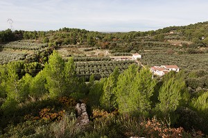 DOMAINE DU MAS DES BORIES, BALADE INSOLITE SUR LES TERRASSES EN PIERRES SECHES ET DE BORIES AU MOULIN DU MAS DES BORIES, DOMAINE OLEICOLE, CHEMIN DE LA COUSTADE, (13) SALON-DE-PROVENCE, REGION SUD, PROVENCE ALPES COTES D'AZUR, FRANCE 