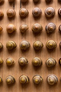 MUSEUM ET DECORATION CONTEMPORAINE DE L'AQUARIUM DE LA CITADELLE DE BESANCON, PLANCHE D'ESCARGOTS, BESANCON, (25) DOUBS, REGION BOURGOGNE-FRANCHE-COMTE, FRANCE 