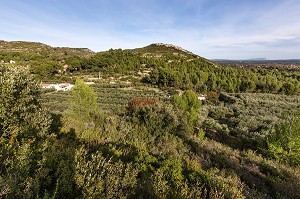 DOMAINE OLEICOLE, CHEMIN DE LA COUSTADE AVECLA SAINTE VICTOIRE ET PELISSANE, (13) SALON-DE-PROVENCE, REGION SUD, PROVENCE ALPES COTES D'AZUR, FRANCE 