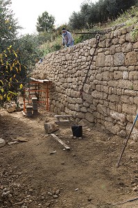 RESTAURATION D'UN MUR EN PIERRES SECHES. BALADE INSOLITE SUR LES TERRASSES EN PIERRES SECHES ET DE BORIES AU MOULIN DU MAS DES BORIES, DOMAINE OLEICOLE, CHEMIN DE LA COUSTADE, (13) SALON-DE-PROVENCE, REGION SUD, PROVENCE ALPES COTES D'AZUR, FRANCE 