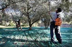 RECOLTE D'OLIVES AU PEIGNE VIBREUR, BALADE INSOLITE SUR LES TERRASSES EN PIERRES SECHES ET DE BORIES AU MOULIN DU MAS DES BORIES, DOMAINE OLEICOLE, CHEMIN DE LA COUSTADE, (13) SALON-DE-PROVENCE, REGION SUD, PROVENCE ALPES COTES D'AZUR, FRANCE 