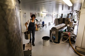 MISE EN CUVE APRES PESAGE AU MOULIN DU MAS DES BORIES, DOMAINE OLEICOLE, CHEMIN DE LA COUSTADE, (13) SALON-DE-PROVENCE, REGION SUD, PROVENCE ALPES COTES D'AZUR, FRANCE 