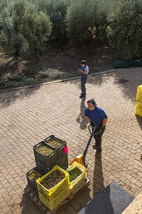 BALADE INSOLITE SUR LES TERRASSES EN PIERRES SECHES ET DE BORIES AU MOULIN DU MAS DES BORIES, DOMAINE OLEICOLE, CHEMIN DE LA COUSTADE, (13) SALON-DE-PROVENCE, REGION SUD, PROVENCE ALPES COTES D'AZUR, FRANCE 