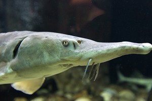 ESTURGEON A L'AQUARIUM DE LA CITADELLE DE BESANCON, 25000 BESANCON, REGION BOURGOGNE-FRANCHE-COMTE, FRANCE. 