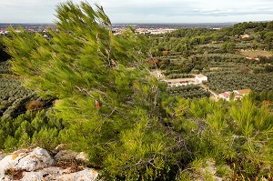 BALADE INSOLITE SUR LES TERRASSES EN PIERRES SECHES ET DE BORIES AU MOULIN DU MAS DES BORIES, DOMAINE OLEICOLE, CHEMIN DE LA COUSTADE, (13) SALON-DE-PROVENCE, REGION SUD, PROVENCE ALPES COTES D'AZUR, FRANCE 