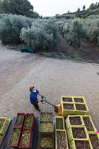 PREPARATIFS AU MOULIN OLEICOLE, BALADE INSOLITE SUR LES TERRASSES EN PIERRES SECHES ET DE BORIES AU MOULIN DU MAS DES BORIES, DOMAINE OLEICOLE, CHEMIN DE LA COUSTADE, (13) SALON-DE-PROVENCE, REGION SUD, PROVENCE ALPES COTES D'AZUR, FRANCE 