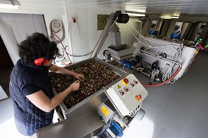 EFFEUILLAGE DES OLIVES AVANT LE BROYAGE AU MOULIN DU MAS DES BORIES, DOMAINE OLEICOLE, CHEMIN DE LA COUSTADE, (13) SALON-DE-PROVENCE, REGION SUD, PROVENCE ALPES COTES D'AZUR, FRANCE 