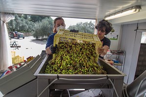 DEPOSE DES OLIVES POUR PREPARER L'EFFEUILLAGE AU MOULIN OLEICOLE, DOMAINE OLEICOLE, CHEMIN DE LA COUSTADE, (SALON-DE-PROVENCE, PROVENCE ALPES COTES D'AZUR, FRANCE 