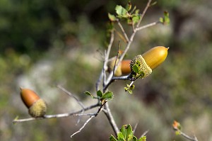 GLAND DE CHENE DES GARRIGUE, BALADE INSOLITE SUR LES TERRASSES EN PIERRES SECHES ET DE BORIES AU MOULIN DU MAS DES BORIES, DOMAINE OLEICOLE, CHEMIN DE LA COUSTADE, (13) SALON-DE-PROVENCE, REGION SUD, PROVENCE ALPES COTES D'AZUR, FRANCE 