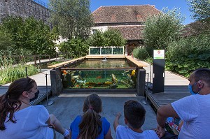 AQUARIUM DE LA CITADELLE DE BESANCON, CARPES KOI ET CARPES CUIRS, PROMENADE EN PLEIN AIR, BESANCON, (25) DOUBS, REGION BOURGOGNE-FRANCHE-COMTE, FRANCE 