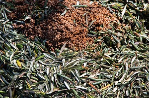 DECHETS DE FEUILLES ET NOYAUX D'OLIVES, BALADE INSOLITE SUR LES TERRASSES EN PIERRES SECHES ET DE BORIES AU MOULIN DU MAS DES BORIES, DOMAINE OLEICOLE, CHEMIN DE LA COUSTADE, (13) SALON-DE-PROVENCE, REGION SUD, PROVENCE ALPES COTES D'AZUR, FRANCE 