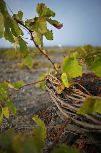 VIGNOBLE DE L'ILE DE SANTORIN, GRECE, EUROPE 