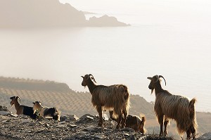 CHEVRE CRI-CRI SUR LA BAIE DE SFINARI, CRETE, GRECE 