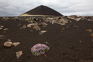 CHAMP DE LAVE, ROUTE DE BORGANES, PENINSULE DE SNAEFELLSNES, EUROPE, ISLANDE 