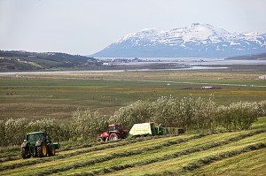 PAYSAGE AVEC EGLISE ET FENAISON, RAMASSAGE DU FOIN, ENVIRON D'AKUREYRI, ENTREE DU FJORD, NORD DE L'ISLANDE, EUROPE, ISLANDE