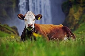 VACHE DE RACE BOVINE ICELANDIC AVEC CHUTES DE SKOGAFOSS EN ARRIERE PLAN, SUD DE L'ISLANDE, EUROPE, ISLANDE 