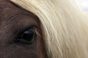 CHEVAL DE SELLE ISLANDAIS PRES DE LA VILLE DE VESTUR, SUD DE L'ISLANDE, EUROPE, ISLANDE 