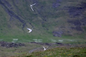 VOL DE STERNES ARCTIQUES OU STERNA PARADISAEA, ISLANDE, EUROPE 