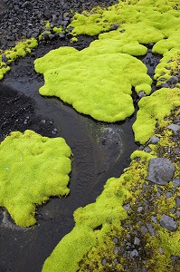 MOUSSE VERTE PHILONOTIS FONTANA, FAILLE DE L'ELDGJA, HAUTES TERRES D’ISLANDE, EUROPE 