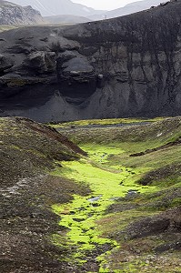 MOUSSE VERTE PHILONOTIS FONTANA, FAILLE DE L'ELDGJA, HAUTES TERRES D’ISLANDE, EUROPE 