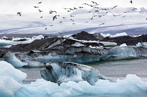 VOL DE MOUETTES AU DESSUS DES ICEBERGS DU LAC JOKULSARLON, PROLONGEMENT DU GLACIER VATNAJOKULL OU GLACIER DES EAUX, LA PLUS GRANDE CALOTTE GLACIAIRE D'ISLANDE, VOIRE D'EUROPE 