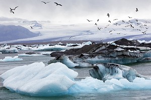 VOL DE MOUETTES AU DESSUS DES ICEBERGS DU LAC JOKULSARLON, PROLONGEMENT DU GLACIER VATNAJOKULL OU GLACIER DES EAUX, LA PLUS GRANDE CALOTTE GLACIAIRE D'ISLANDE, VOIRE D'EUROPE 