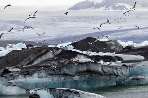 VOL DE MOUETTES AU DESSUS DES ICEBERGS DU LAC JOKULSARLON, PROLONGEMENT DU GLACIER VATNAJOKULL OU GLACIER DES EAUX, LA PLUS GRANDE CALOTTE GLACIAIRE D'ISLANDE, VOIRE D'EUROPE 