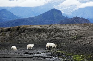 MOUTONS ISLANDAIS DEVANT LE VOLCAN EYJAFJALLAJOKULL, APRES LES ERUPTIONS DU 20 MARS ET DU 14 AVRIL 2010 QUI ONT PROVOQUE L’EVACUATION DE 800 PERSONNES ET BLOQUE LE RESEAU AERIEN DE L’EUROPE DU NORD, ISLANDE, EUROPE 